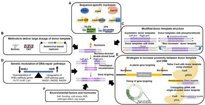 Enhancing HR Frequency for Precise Genome Editing in Plants